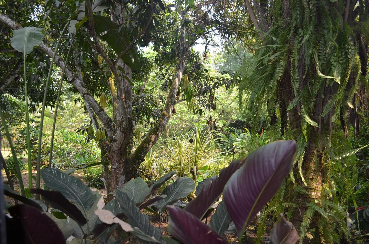 Hotel Amanwana Ecofinca à Melgar Extérieur photo